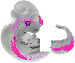 mouse atlas EMAGE spatial in situ gene expression database None