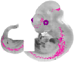 mouse atlas EMAGE spatial in situ gene expression database None