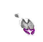 mouse atlas EMAGE spatial in situ gene expression database None