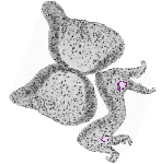 mouse atlas EMAGE spatial in situ gene expression database None