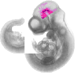 mouse atlas EMAGE spatial in situ gene expression database None