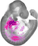 mouse atlas EMAGE spatial in situ gene expression database None