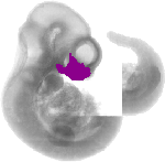 mouse atlas EMAGE spatial in situ gene expression database None