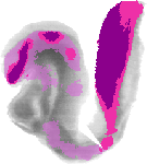 mouse atlas EMAGE spatial in situ gene expression database None