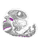 mouse atlas EMAGE spatial in situ gene expression database None