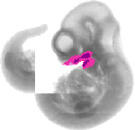 mouse atlas EMAGE spatial in situ gene expression database None