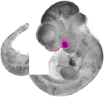 mouse atlas EMAGE spatial in situ gene expression database None
