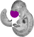 mouse atlas EMAGE spatial in situ gene expression database None
