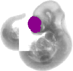 mouse atlas EMAGE spatial in situ gene expression database None
