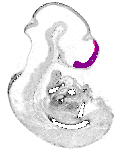 mouse atlas EMAGE spatial in situ gene expression database None