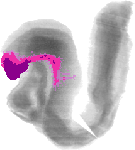 mouse atlas EMAGE spatial in situ gene expression database None