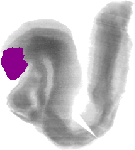 mouse atlas EMAGE spatial in situ gene expression database None