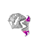 mouse atlas EMAGE spatial in situ gene expression database None