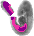 mouse atlas EMAGE spatial in situ gene expression database None