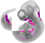 mouse atlas EMAGE spatial in situ gene expression database None