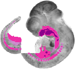 mouse atlas EMAGE spatial in situ gene expression database None