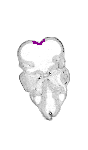 mouse atlas EMAGE spatial in situ gene expression database None