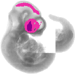 mouse atlas EMAGE spatial in situ gene expression database None