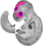 mouse atlas EMAGE spatial in situ gene expression database None