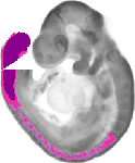 mouse atlas EMAGE spatial in situ gene expression database None