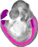 mouse atlas EMAGE spatial in situ gene expression database None
