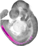 mouse atlas EMAGE spatial in situ gene expression database None