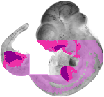 mouse atlas EMAGE spatial in situ gene expression database None