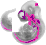 mouse atlas EMAGE spatial in situ gene expression database None