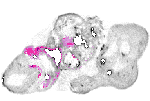 mouse atlas EMAGE spatial in situ gene expression database None