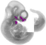 mouse atlas EMAGE spatial in situ gene expression database None