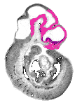 mouse atlas EMAGE spatial in situ gene expression database None