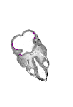mouse atlas EMAGE spatial in situ gene expression database None