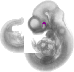 mouse atlas EMAGE spatial in situ gene expression database None
