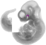 mouse atlas EMAGE spatial in situ gene expression database None