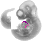 mouse atlas EMAGE spatial in situ gene expression database None