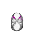 mouse atlas EMAGE spatial in situ gene expression database None