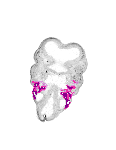 mouse atlas EMAGE spatial in situ gene expression database None