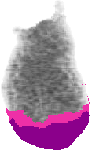 mouse atlas EMAGE spatial in situ gene expression database None