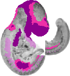 mouse atlas EMAGE spatial in situ gene expression database None