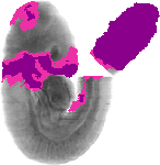 mouse atlas EMAGE spatial in situ gene expression database None
