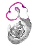 mouse atlas EMAGE spatial in situ gene expression database None