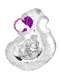 mouse atlas EMAGE spatial in situ gene expression database None