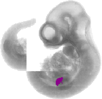 mouse atlas EMAGE spatial in situ gene expression database None