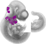 mouse atlas EMAGE spatial in situ gene expression database None