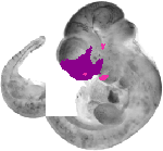 mouse atlas EMAGE spatial in situ gene expression database None