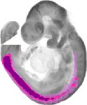 mouse atlas EMAGE spatial in situ gene expression database None