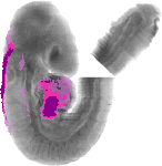 mouse atlas EMAGE spatial in situ gene expression database None