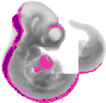 mouse atlas EMAGE spatial in situ gene expression database None