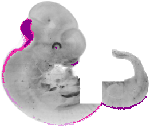 mouse atlas EMAGE spatial in situ gene expression database None