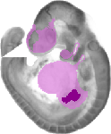 mouse atlas EMAGE spatial in situ gene expression database None